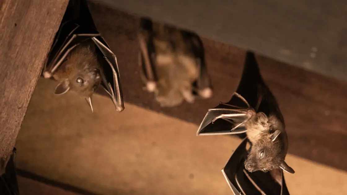 Bats roosting on a wooden ceiling