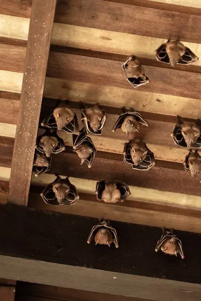 Bats hanging from a wooden ceiling