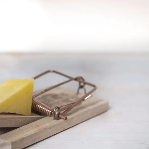 Snap mouse trap baited with cheese
