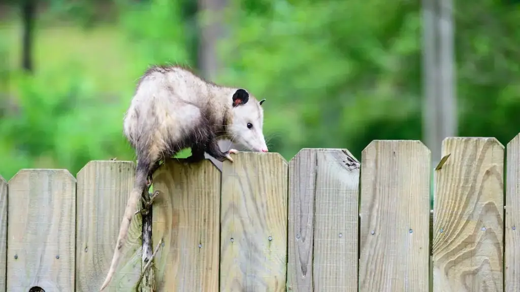 Opossum on a wooden fence