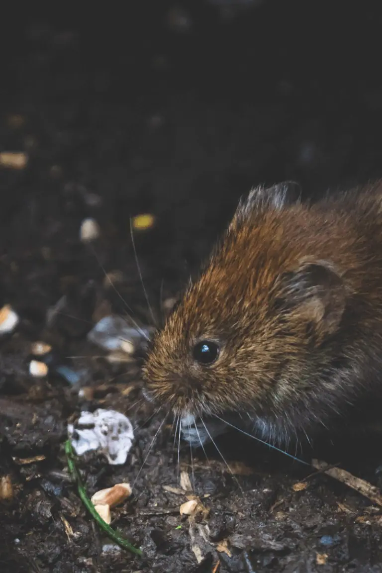 Rodent on dark ground