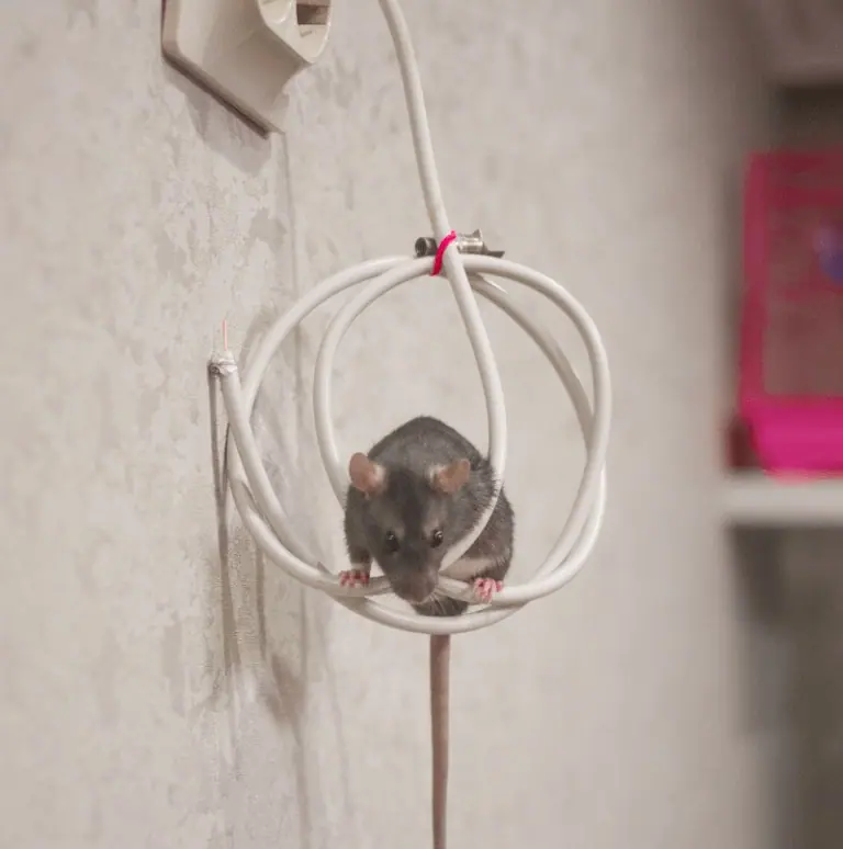Rat climbing a cable near an outlet
