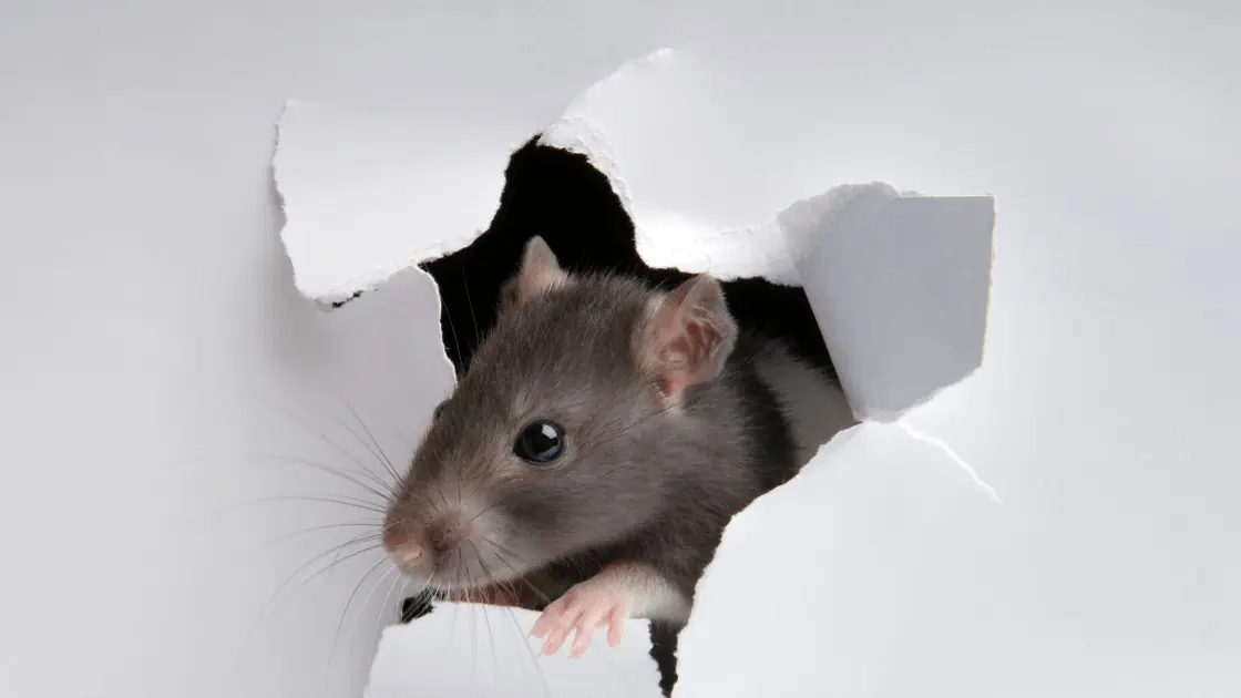 Rat breaking through a wall