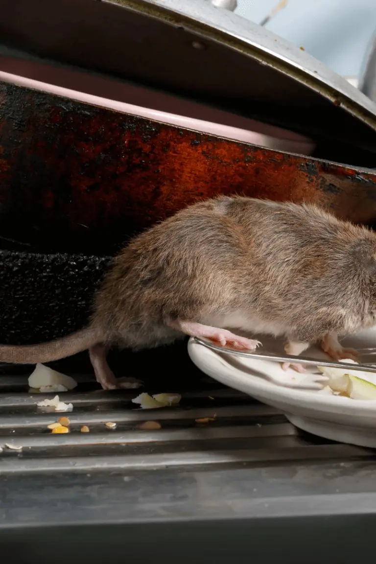 Rat on dishes in a sink