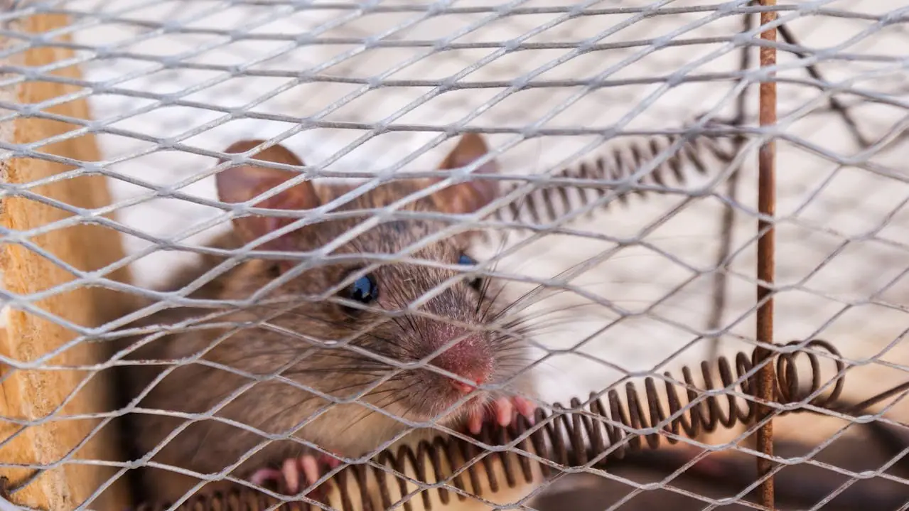 Rat in a cage trap