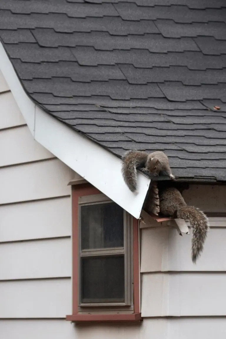 Squirrel climbing into a gap at the edge of a shingle roof