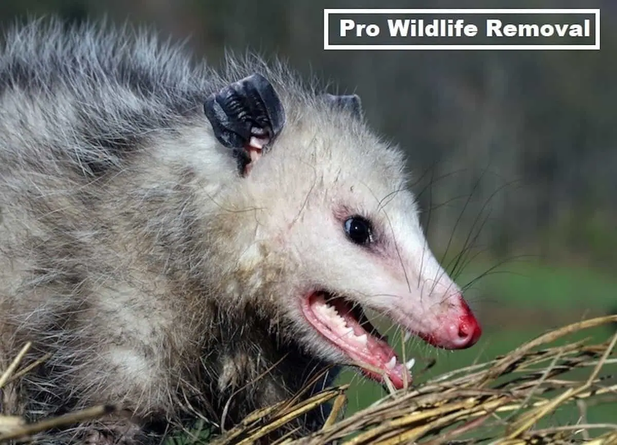 Opossum baring its teeth in tall grass