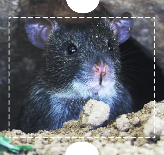 Rat peering out of a hole in the dirt