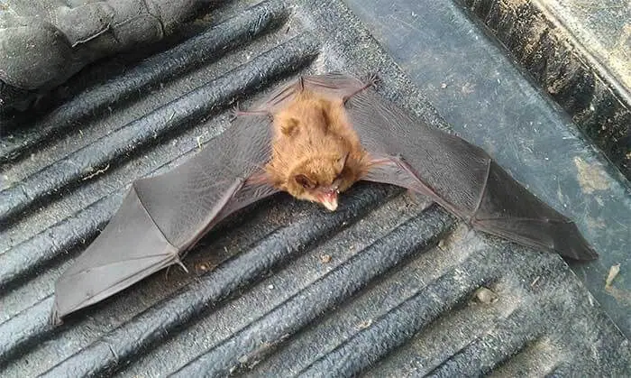 Bat lying with its wings spread on a truck bed liner