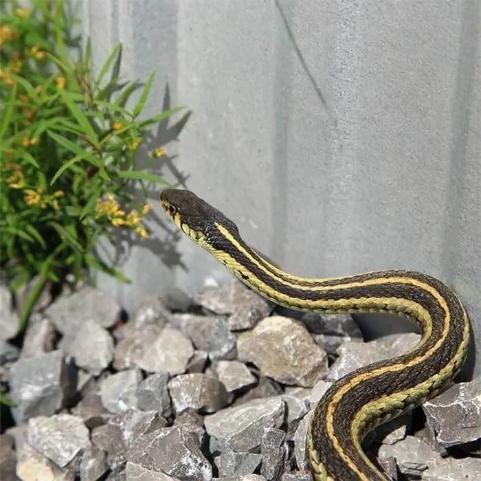 Striped garter snake on landscape rocks beside a house