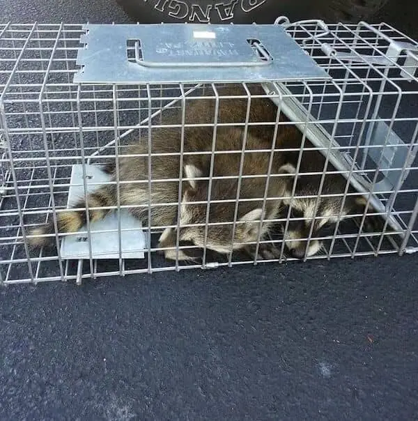Raccoons caught in a live cage trap