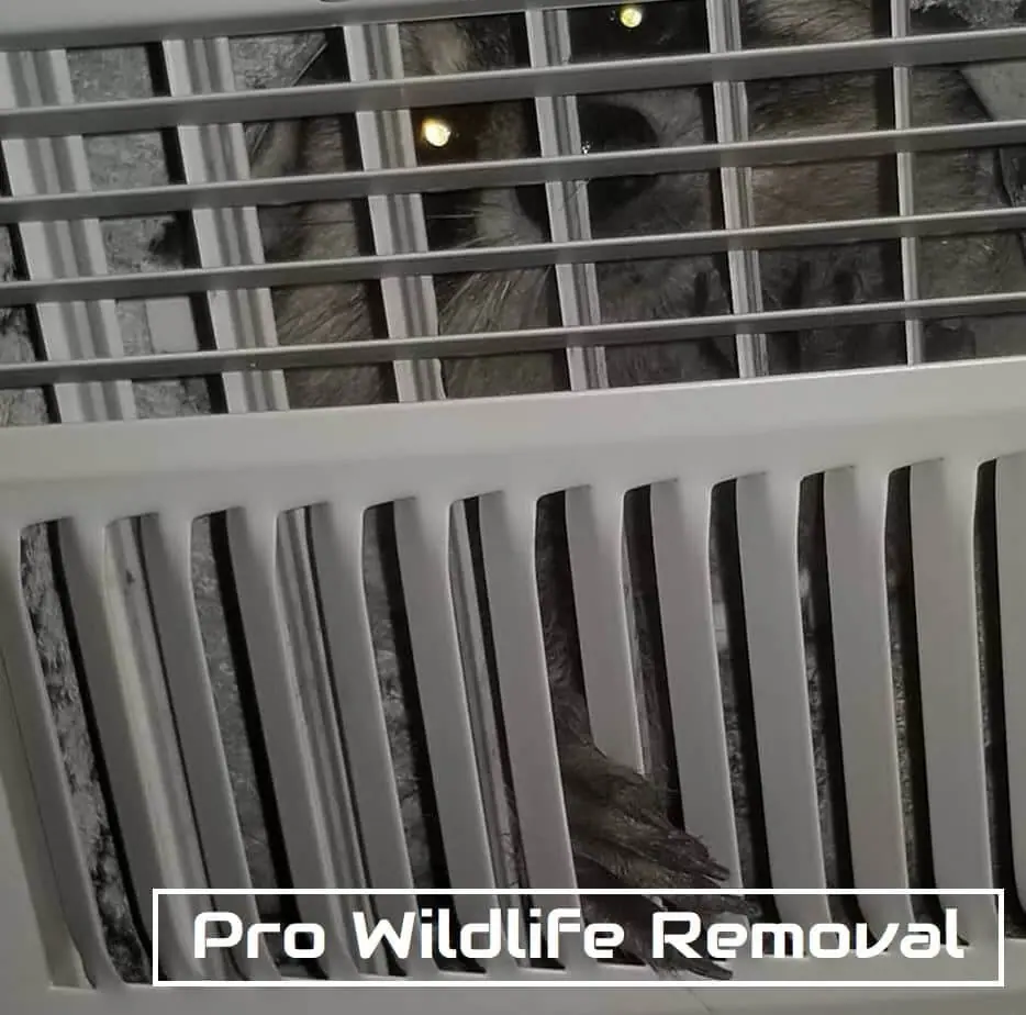 Raccoon in a live trap beside an outdoor air conditioning unit