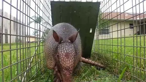 Armadillo walking toward a cage trap in a Florida yard