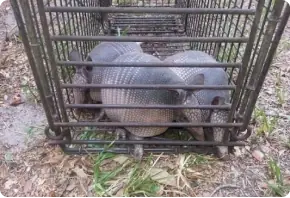 Two armadillos caught in a cage trap