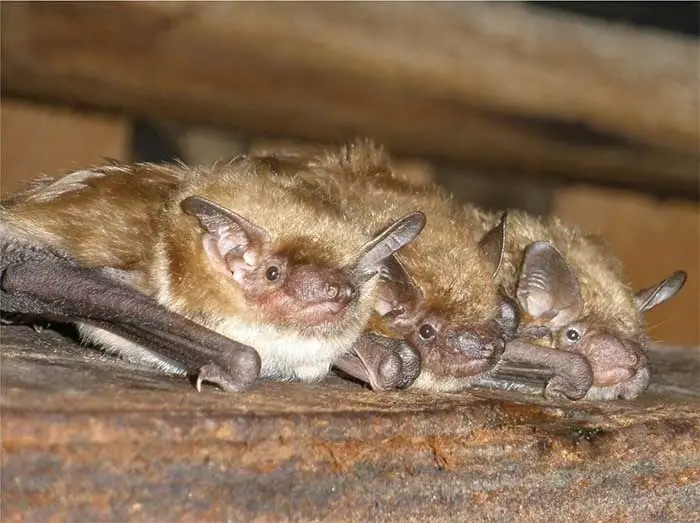Group of brown bats roosting together