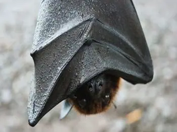 Bat hanging upside down with its wings folded