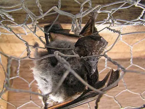 Bat clinging to wire mesh
