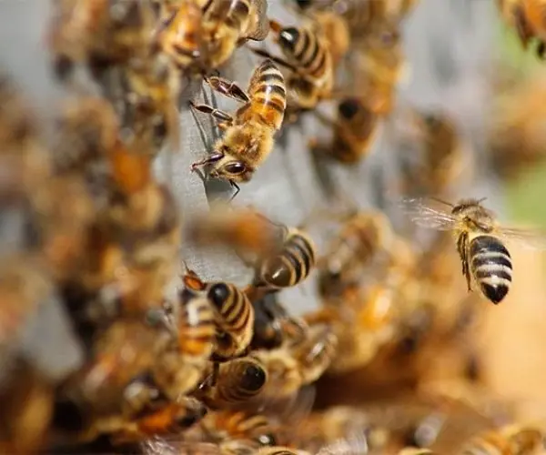 Honey bees swarming around a hive
