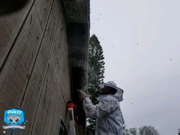 Beekeeper in a protective suit removing bees from the wall of a building