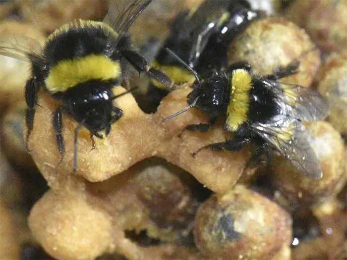 Bumblebees on a wax comb