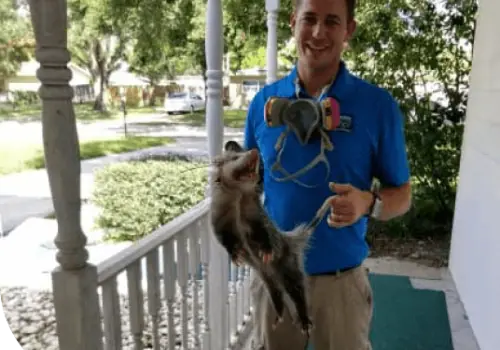 Pro Wildlife Removal technician holding a captured animal on a porch