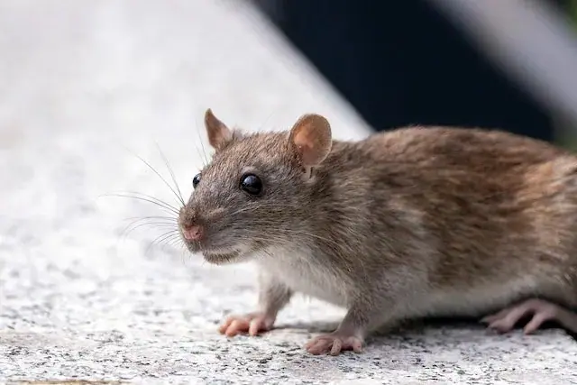 Brown rat on a concrete surface