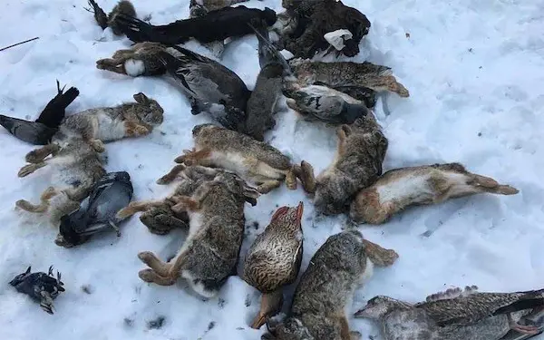 Dead birds and rabbits gathered on snow