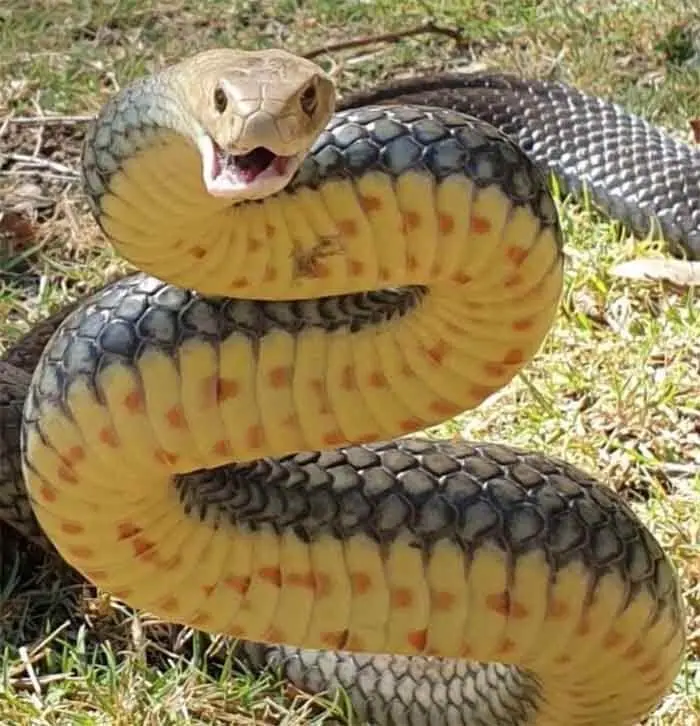 Yellow and black snake with its mouth open