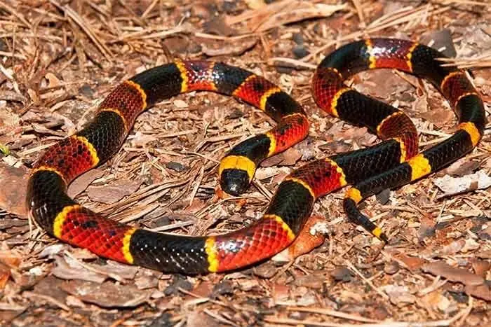 Coral snake with red, yellow and black bands