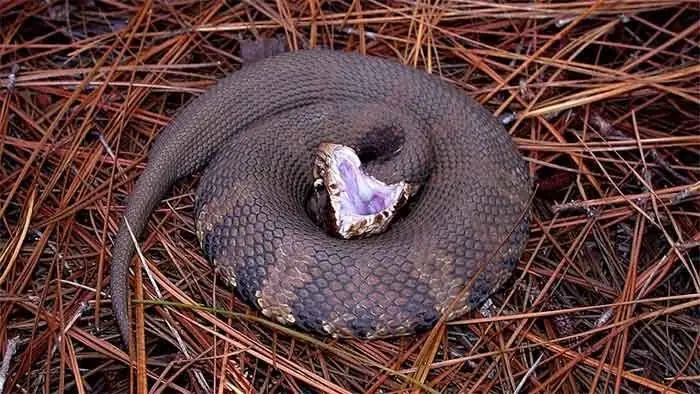 Cottonmouth snake with its mouth open in pine straw