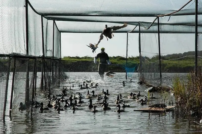 Ducks in a netted pen on the water during a duck relocation
