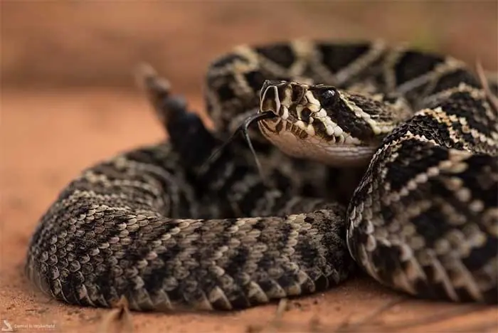 Coiled eastern diamondback rattlesnake