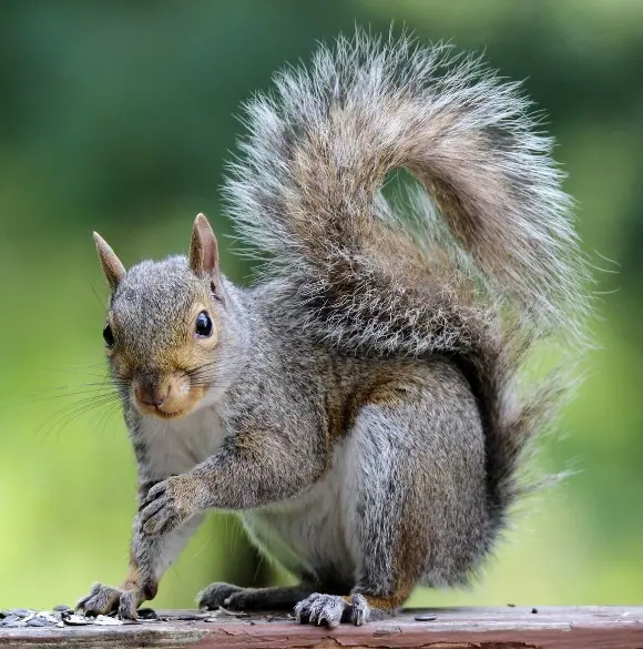 Eastern gray squirrel