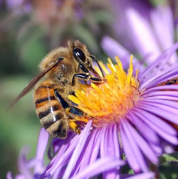 European honey bee on a purple aster