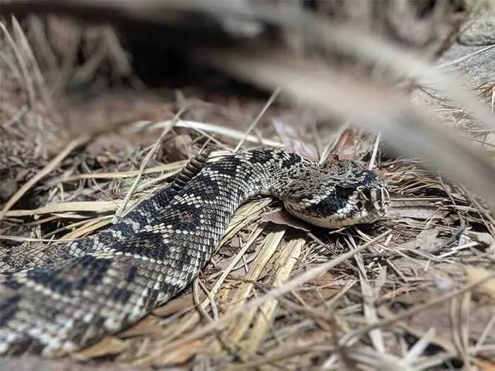 Rattlesnake hiding in dry grass