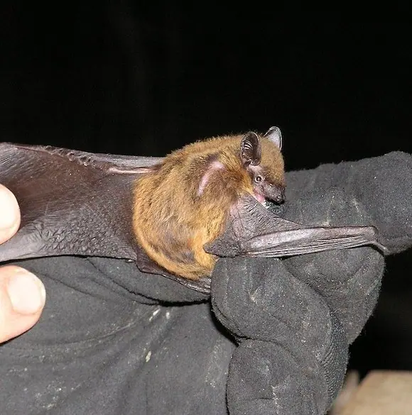 Evening bat held in a gloved hand