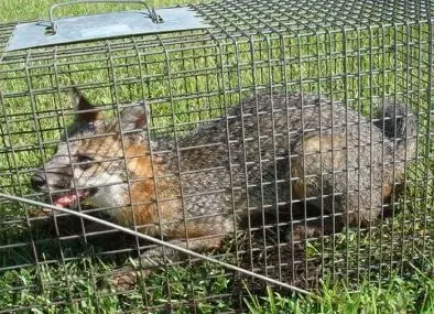 Opossum caught in a live cage trap