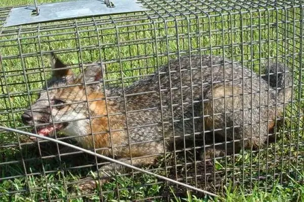 Opossum caught in a live cage trap