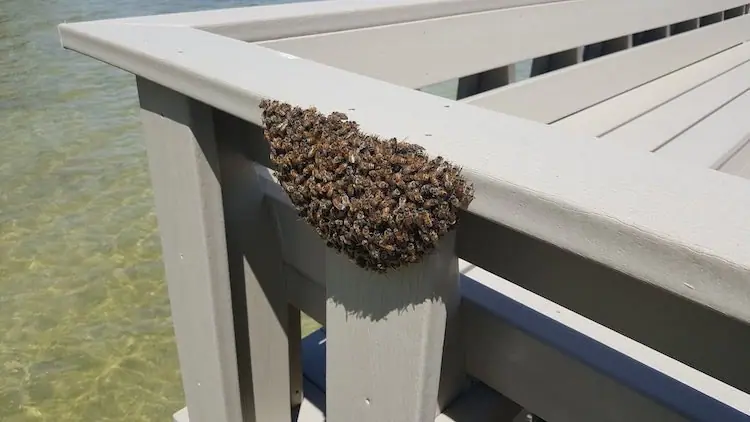 Honey bee swarm clustered on a deck railing