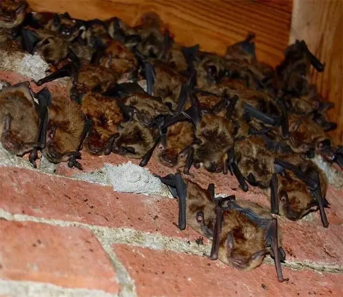Colony of bats roosting on a brick wall