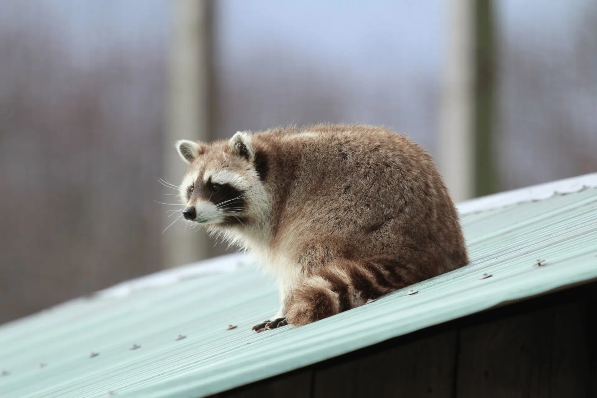 Raccoon standing on a metal roof