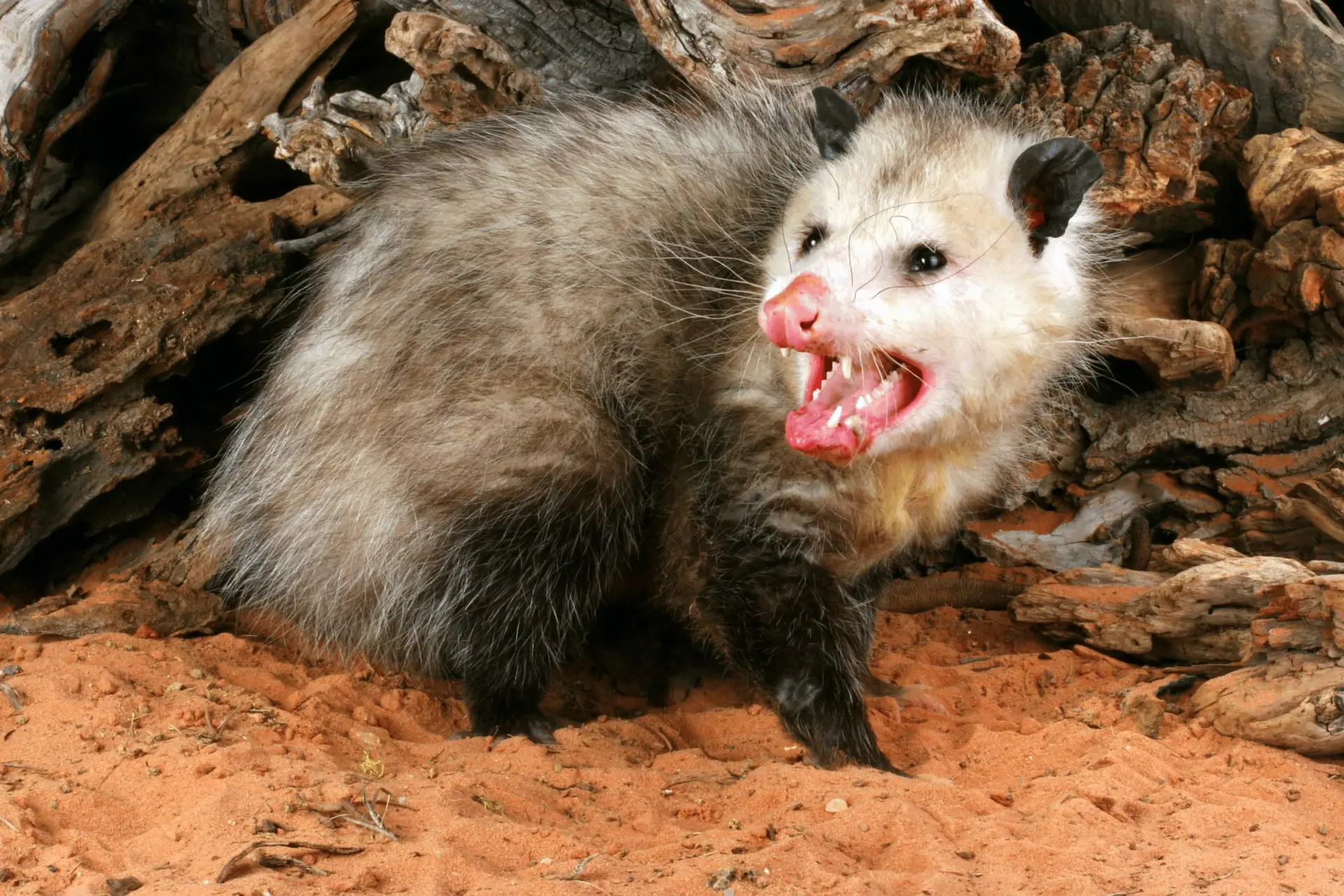 Opossum hissing beside a log