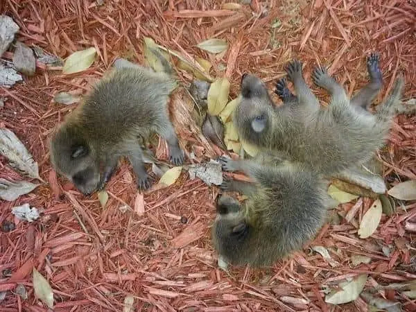 Young wild animals lying in landscape mulch