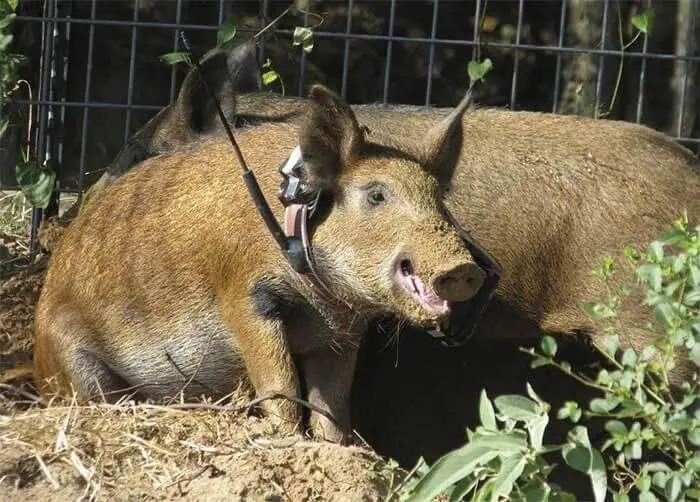 Wild hog caught in a trap