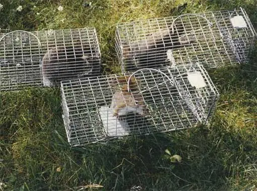 Squirrels caught in live cage traps on a lawn