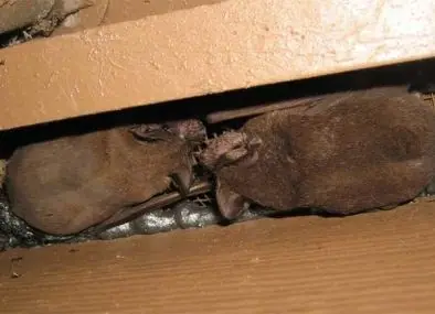 Bats tucked into a gap in a home's roofline
