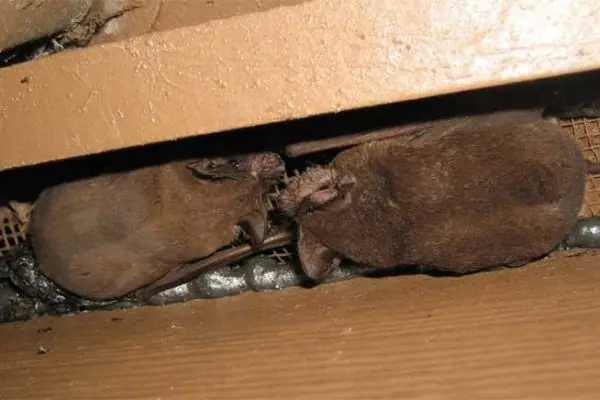 Bats tucked into a gap in a home's roofline