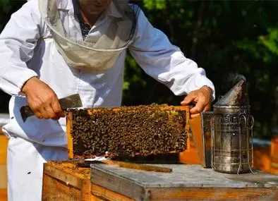 Beekeeper holding up a honeycomb frame