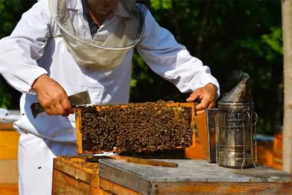 Beekeeper holding up a honeycomb frame