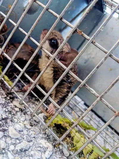 Squirrel inside a live cage trap